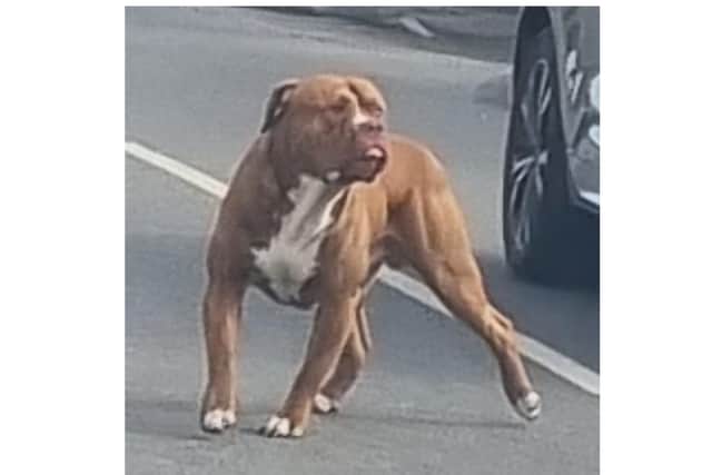One of the two dogs involved in the savage attack in Bentley at the weekend.