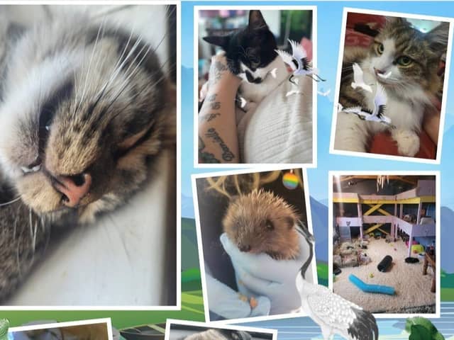 Donations are being sought to help save animals at a Doncaster sanctuary.