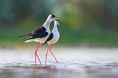 Two rare black-winged stilts have fledged for the first time