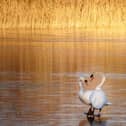 Potteric Carr nature reserve in Doncaster set for happy holly-days packed with festive fun. Picture: Carol Hall
