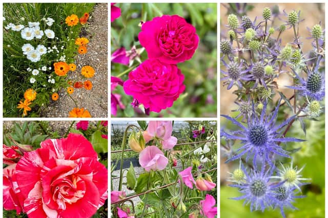 There's plenty of jobs to do in the garden this July.