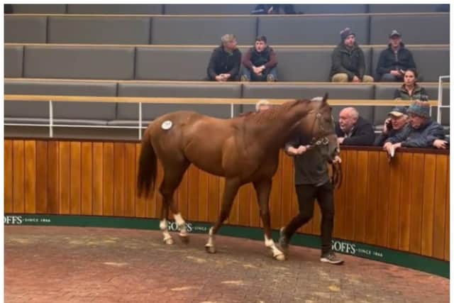 The promising colt died in a freak accident between Doncaster and Ireland. (Photo: Goffs UK).