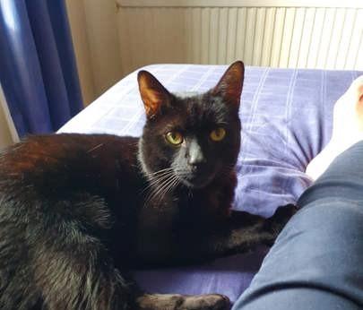 A cat with plenty of energy, six year old Mac will certainly keep you on your toes! He's a clever boy, too - he won't need any help with getting used to his surroundings.