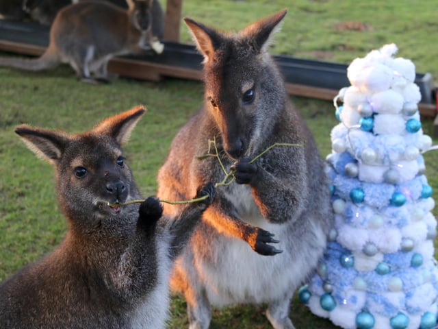 The Wallabies were given a Christmas treat in the Wallaby Walkabout as the park celebrated another milestone – a record of nearly 920,000 visitors. In total 918,114 enjoyed the unique walk through experience in the year up to the end of the company’s financial year of November 30 – a 6 per cent increase on the year before. And the rangers made sure all the animals were able to celebrate the record with a Christmas treat.