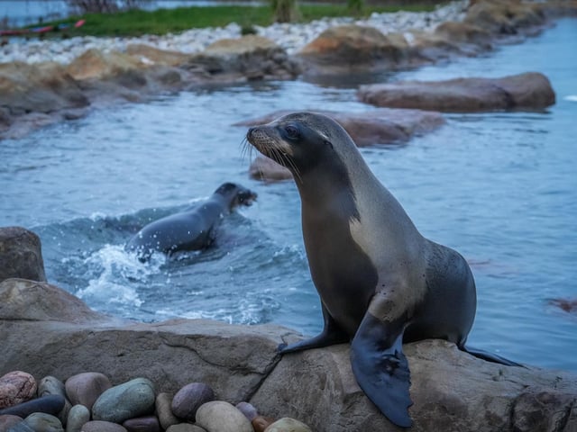 The Californian sea lion pups celebrated their first birthday in the sun with the rest of the family.