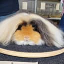 The film sets out to discover the forgotten history of the guinea pig.