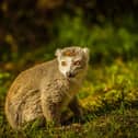 Doncaster's Yorkshire Wildlife Park has welcomed a cute new lemur Bindi for visitors to enjoy.