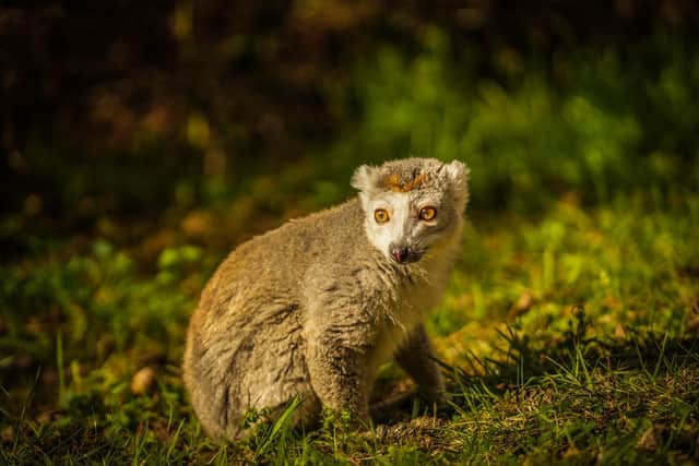 Doncaster's Yorkshire Wildlife Park has welcomed a cute new lemur Bindi for visitors to enjoy.
