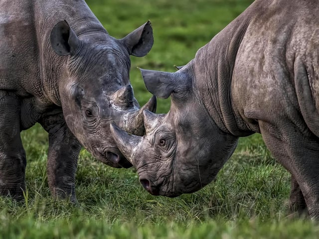 Love is in the air! Yorkshire Wildlife Park’s breeding pair of Eastern Black Rhinos, Najuma and Makibo, – saw eye-to-eye as they were reunited in their home on the Into Africa reserve. The park is part of an international breeding programme to help secure the future of the species, whose population declined by 96% between 1970 and 1992, caused primarily by poaching. But global conservation efforts, including work by the park’s Wildlife Foundation, helped numbers grow by 12%