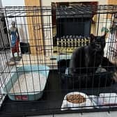 Darwin is recovering in his cage after being blasted by an air gun.