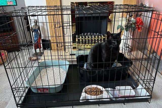 Darwin is recovering in his cage after being blasted by an air gun.