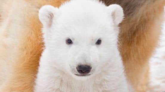 Project Polar at the Yorkshire Wildlife park is home to five other polar bears.