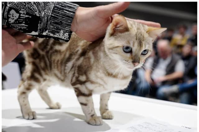 A huge two day cat show is coming to Doncaster.