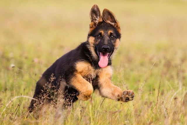 German Shepherds are loyal dogs who are eager to please, motivated and quick learners (Photo: Shutterstock)