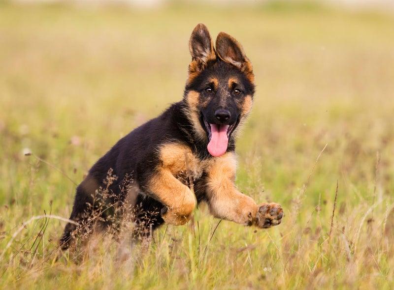 German Shepherds are loyal dogs who are eager to please, motivated and quick learners (Photo: Shutterstock)