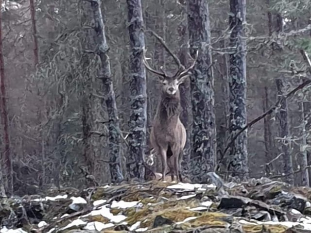 Angus McMitchell came across this stag while walking in woodland.