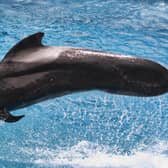 Pilot whales are hunted and slaughtered in the Faroe Islands.