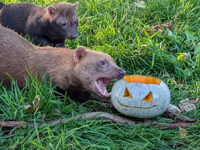 The park is hosting a series of Halloween events.