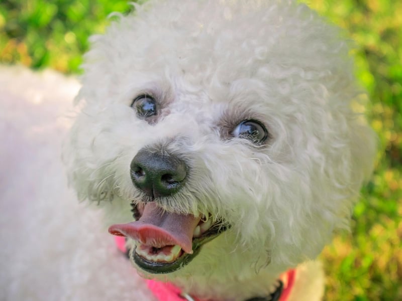 Historically the Bichon Frise was accustomed to being pampered by French royalty, so it perhaps makes sense that they are well-known for their cheery disposition. With a broad smile and adorable fluffy coat, they tend to make their human families happy too.