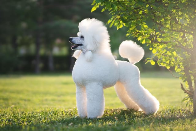 Poodles are a highly intelligent and obedient breed of dog, and are easy to train (Photo: Shutterstock)