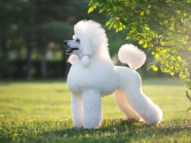 Poodles are a highly intelligent and obedient breed of dog, and are easy to train (Photo: Shutterstock)