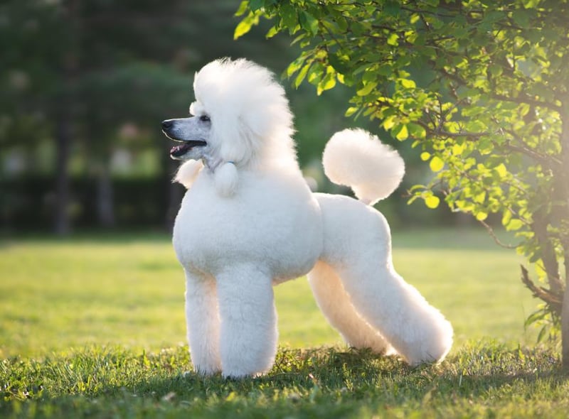 Poodles are a highly intelligent and obedient breed of dog, and are easy to train (Photo: Shutterstock)