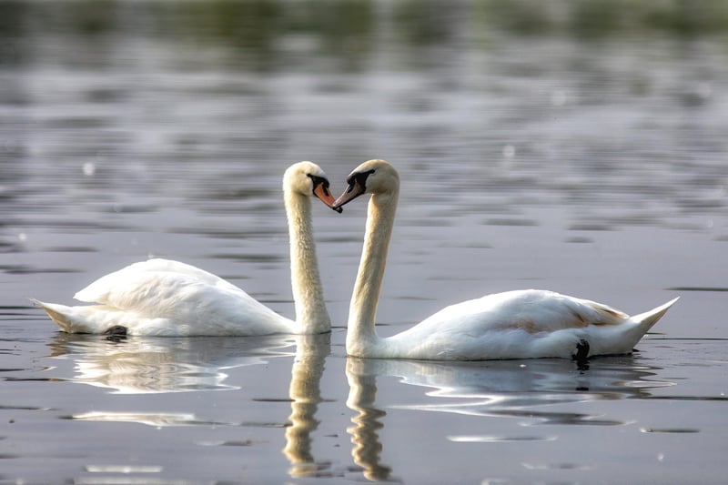 Swans on Lakeside Lake.
