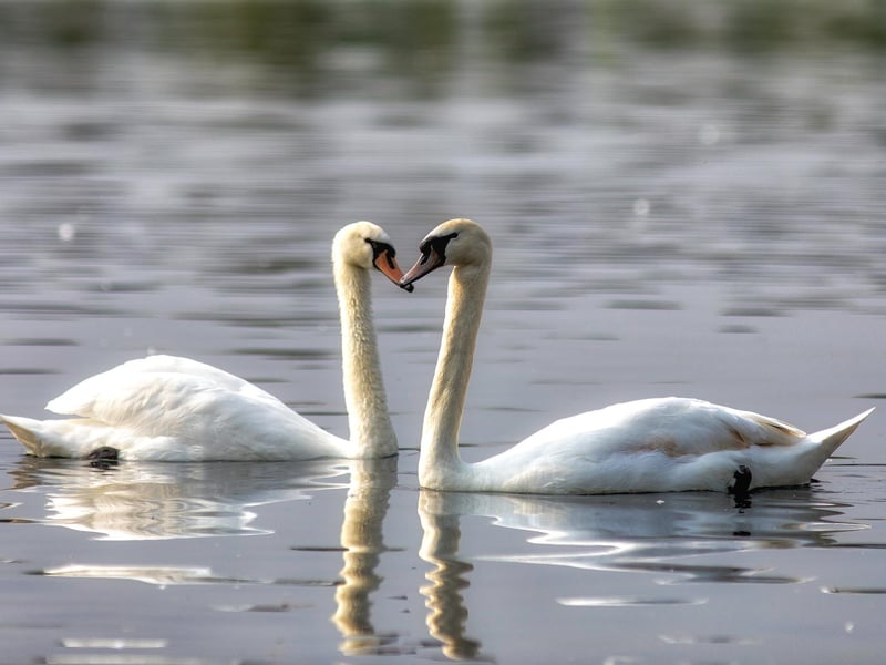 Swans on Lakeside Lake.