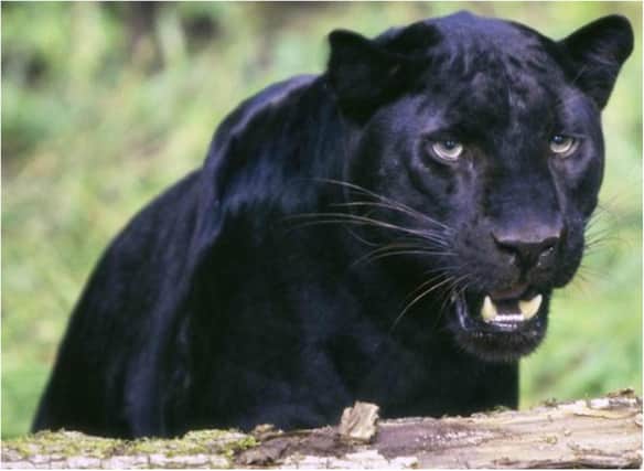 There has been another big cat sighting in the fields around Doncaster.