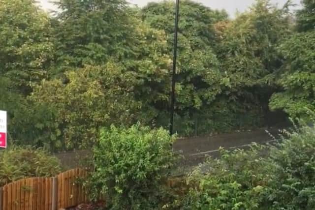 Trees have been removed next to the railway lines in Conisbrough