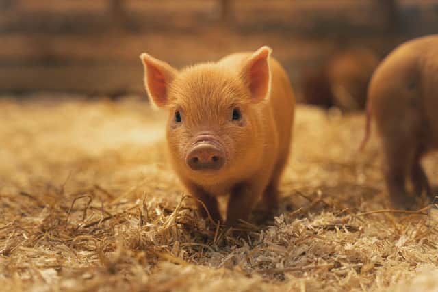 Kew Little Pigs is the UK's leading ethical breeder of miniature pigs - Animal News Agency