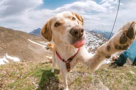 Holidays just aren't the same without the dog! Animal News Agency