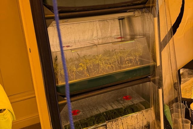140 baby plants were found in a bedroom and attic of the property.