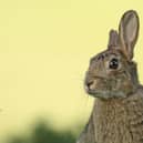 There's an egg-citing Easter egg trail on offer at Potteric Carr.