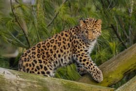 Auckley, the adorable seven month old Amur Leopard.