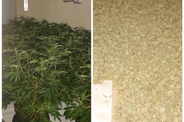 Two men have been arrested and charged following the discovery of this cannabis.