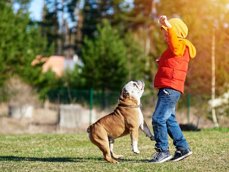 They may sometimes look a little grumpy due to their distinctive wrinkles, but the adaptable Bulldog's calm and relaxed nature makes it a perfect choice for families with young children.