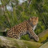 Europe's only surviving Amur Leopard cub at Yorkshire Wildlife Park.