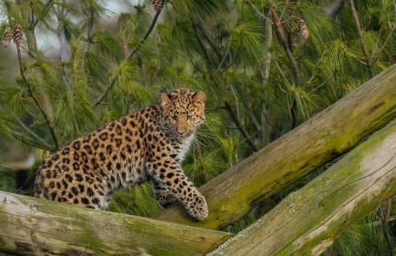 Europe's only surviving Amur Leopard cub at Yorkshire Wildlife Park.