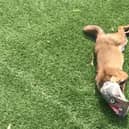 A fox with his head caught in an old Cornish pasty wrapper