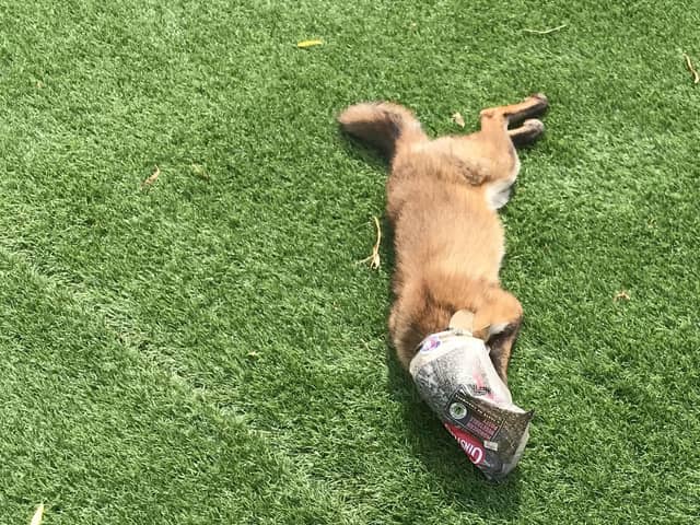 A fox with his head caught in an old Cornish pasty wrapper