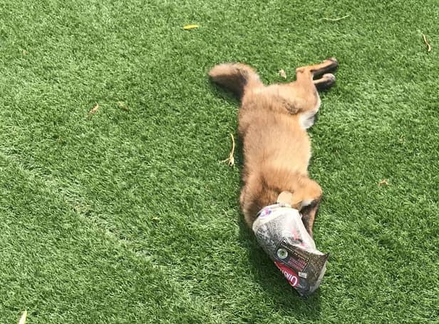 A fox with his head caught in an old Cornish pasty wrapper