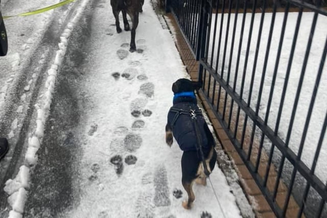 Teddy and George out for a stroll. Sent in by Emily Bower.