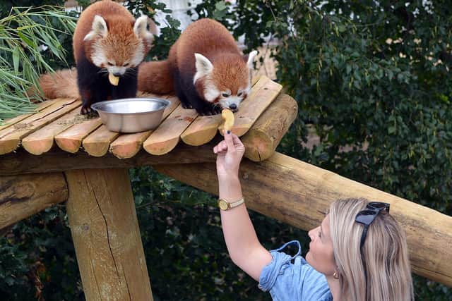 BBC Countryfile presenter Helen Skelton was able to get close to the animals as she previewed the parks summer expansion at Yorkshire Wildlife Park. Helen helps feed a Red Panda.