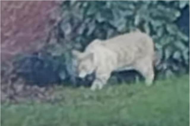 The 'big cat' was spotted prowling for food at a Doncaster McDonald's branch. (Photo: Jon Middleton).