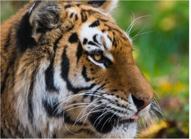 A tiger at a zoo in the USA has tested positive for coronavirus. (Photo: Bronx Zoo/Instagram).