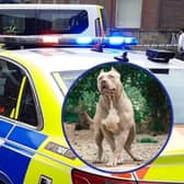South Yorkshire Police were called out to two serious incidents involved dogs within hours yesterday (November 30), in Doncaster and Barnsley. A puppy died after an attack by and XL Bully, and a woman was seriously injured in an attack her own Staffy.