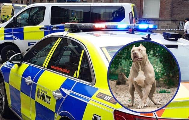 South Yorkshire Police were called out to two serious incidents involved dogs within hours yesterday (November 30), in Doncaster and Barnsley. A puppy died after an attack by and XL Bully, and a woman was seriously injured in an attack her own Staffy.
