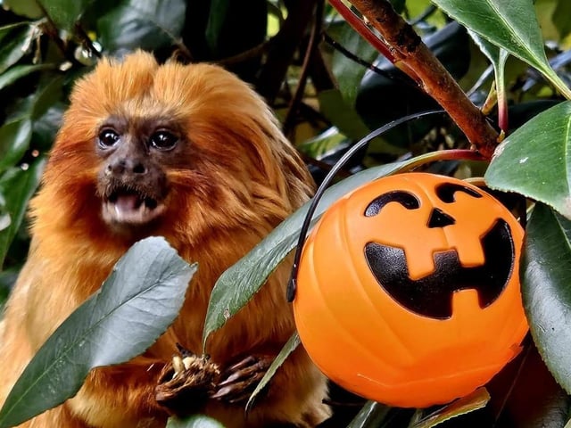 There were plenty of treats for animals to find.