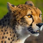 Doncaster's Yorkshire Wildlife Park is now home to two new cheetahs.